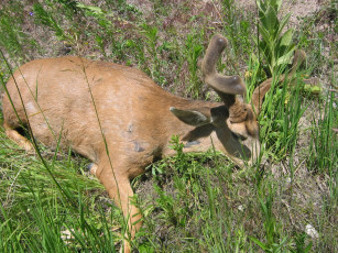 Картинка животные олени олень