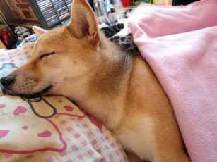 Картинка животные собаки собака кровать