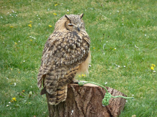 Картинка животные совы сова
