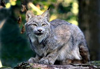 Картинка животные рыси серый