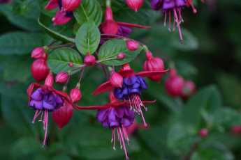 Картинка цветы фуксия лиловый