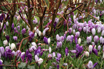 Картинка цветы крокусы бутоны весна