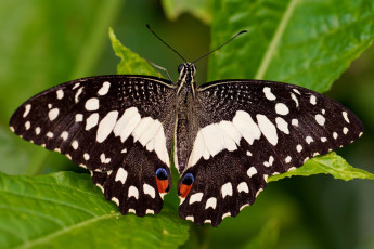 Картинка животные бабочки пестрый крылья