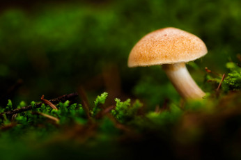 Картинка природа грибы макро