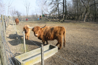 Картинка животные коровы буйволы корова