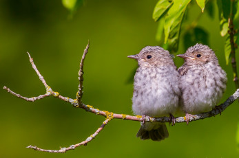 Картинка животные птицы ветка птенцы