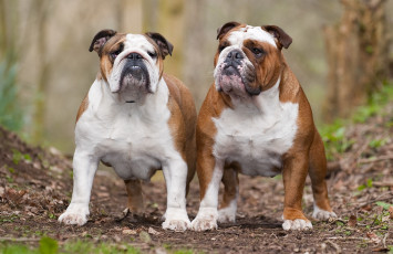 Картинка животные собаки бульдоги