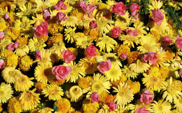 Картинка цветы разные вместе