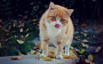 Картинка животные коты кот