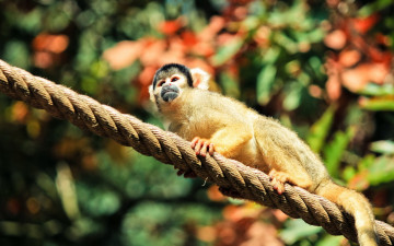 Картинка животные обезьяны обезьяна