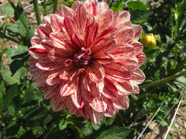 Обои картинки фото цветы, георгины