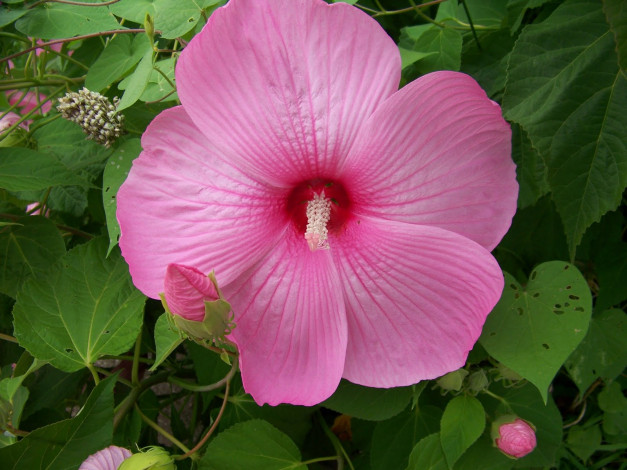 Обои картинки фото цветы, гибискусы, гибискус