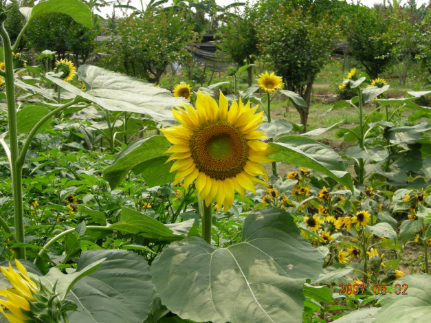 Обои картинки фото цветы, подсолнухи, подсолнух