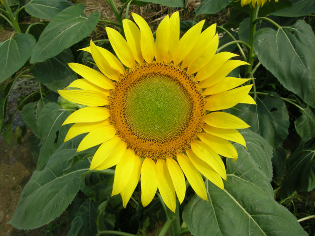 Обои картинки фото цветы, подсолнухи, подсолнух