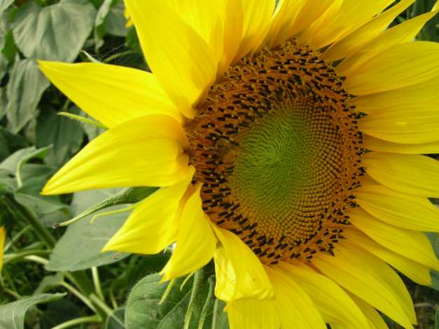 Обои картинки фото цветы, подсолнухи, подсолнух