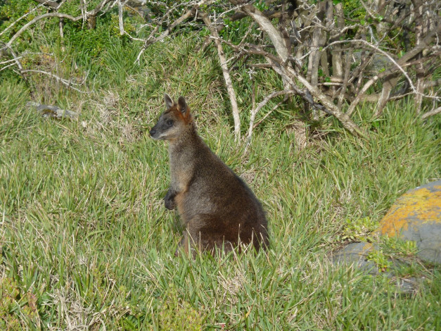Обои картинки фото животные, кенгуру