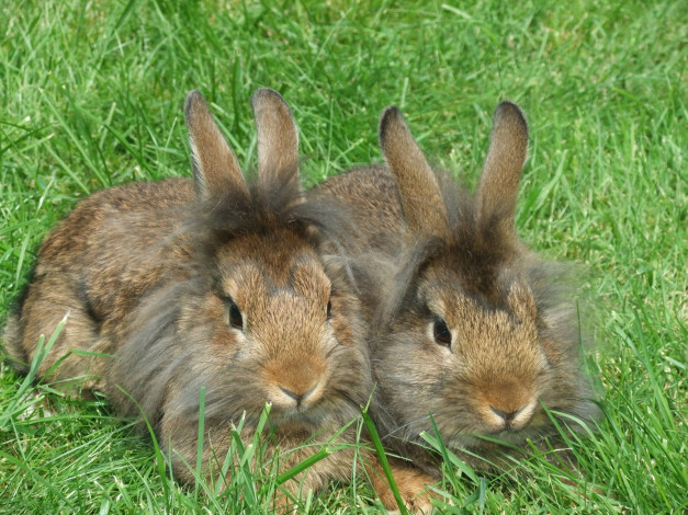 Обои картинки фото животные, кролики, зайцы