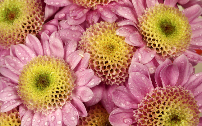 Обои картинки фото цветы, хризантемы, лепестки