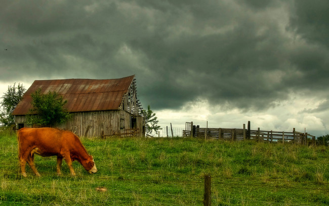Обои картинки фото животные, коровы, буйволы, облака, луг, дом, корова