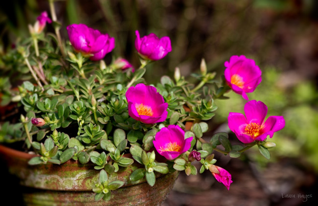 Обои картинки фото цветы, портулак, яркий, малиновый