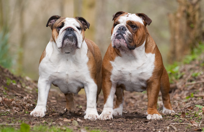 Обои картинки фото животные, собаки, бульдоги