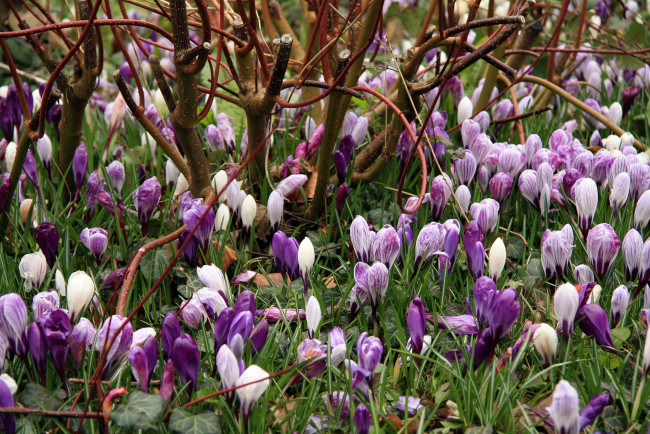 Обои картинки фото цветы, крокусы, бутоны, весна