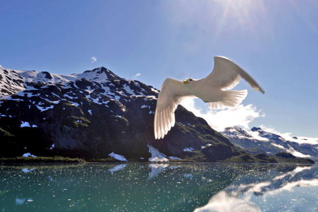 Обои картинки фото животные, Чайки, бакланы, крачки, крылья, полет, море, горы