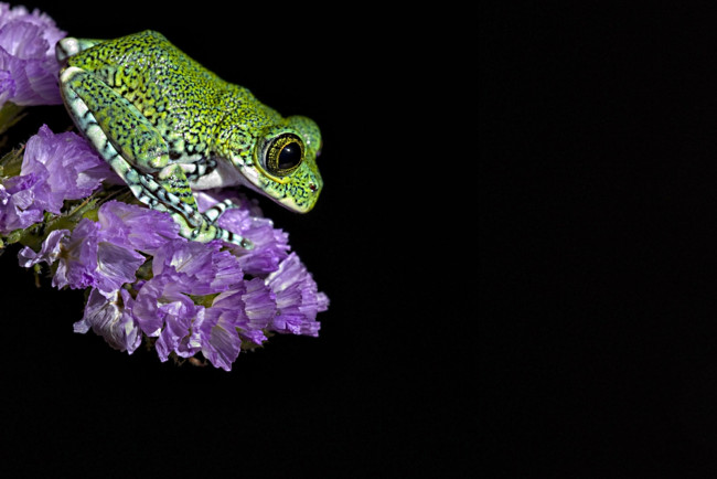 Обои картинки фото животные, лягушки, цветы, лягушонок