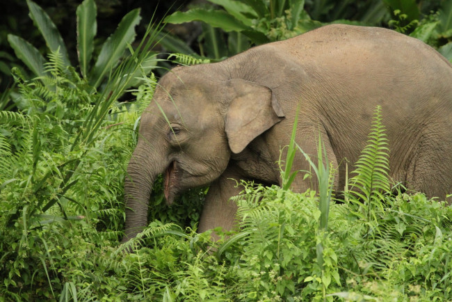 Обои картинки фото животные, слоны, слон