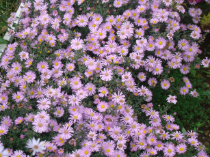 Картинка цветы астры