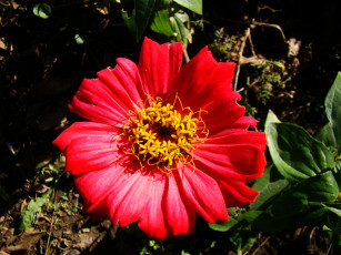 Картинка цветы цинния