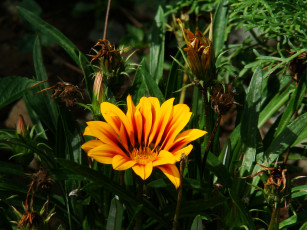 Картинка цветы газания