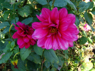 Картинка цветы георгины