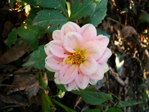 Картинка цветы георгины