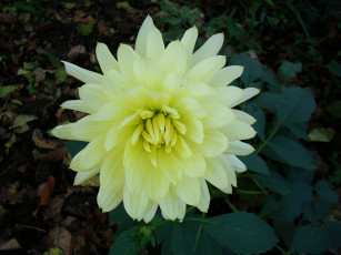 Картинка цветы георгины