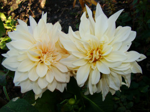 Картинка цветы георгины