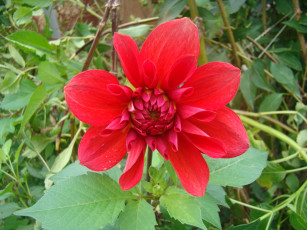 Картинка цветы георгины