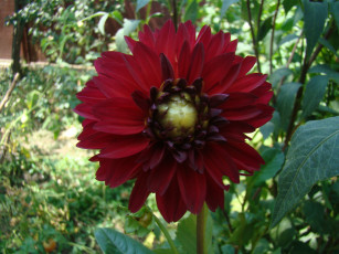 Картинка цветы георгины