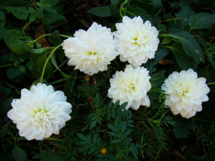 Картинка цветы георгины