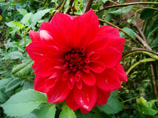 Картинка цветы георгины