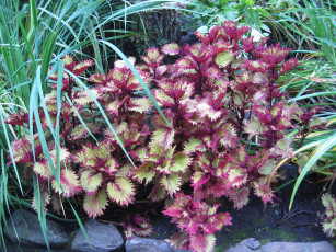 Картинка цветы колеусы каладиумы колеус coleus