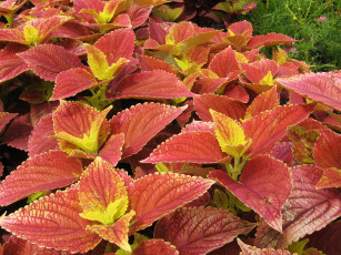 Картинка цветы колеусы каладиумы колеус coleus