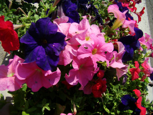 Картинка цветы петунии калибрахоа