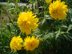 Картинка цветы рудбекия