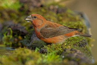Картинка животные птицы клёст вода мох водопой