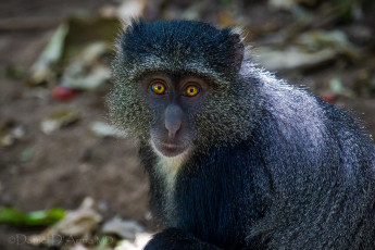 Картинка животные обезьяны мордочка