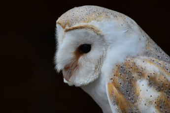 Картинка животные совы полярная сова голова глаза