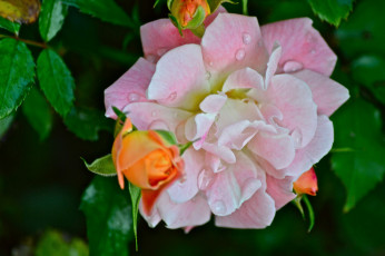 Картинка цветы розы капли лепестки