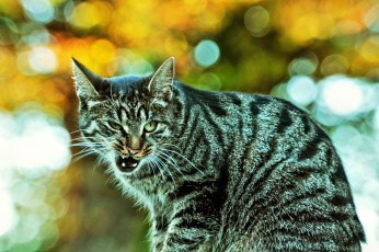 Картинка ну чо животные коты морда угроза кот