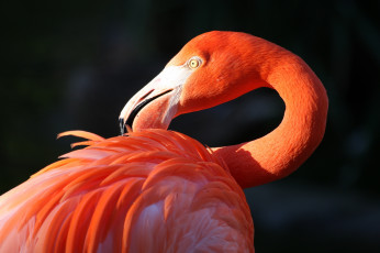 Картинка животные фламинго розовый